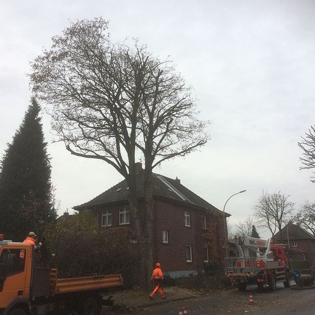 Baumarbeiter Baum Steidl Baumdienst Alfons Steidl