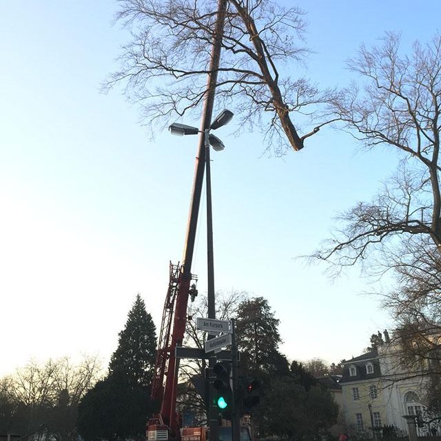 Kran Baum Steidl Baumdienst Alfons Steidl