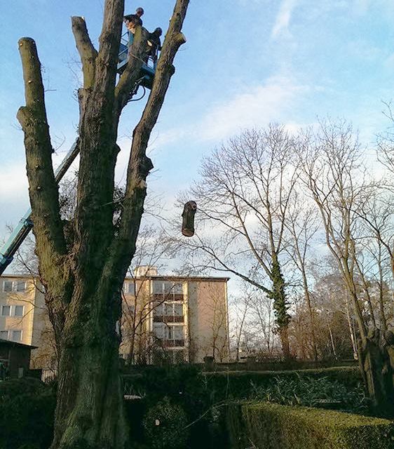 Baum Stumpen Steidl Baumdienst Alfons Steidl