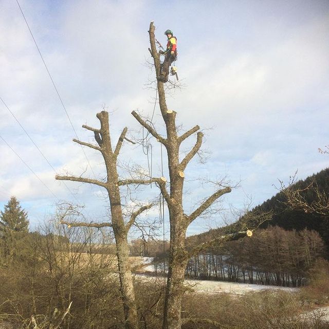 Baum Stumpen Steidl Baumdienst Alfons Steidl