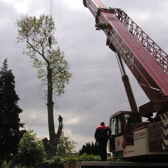 Kran Baum Steidl Baumdienst Alfons Steidl