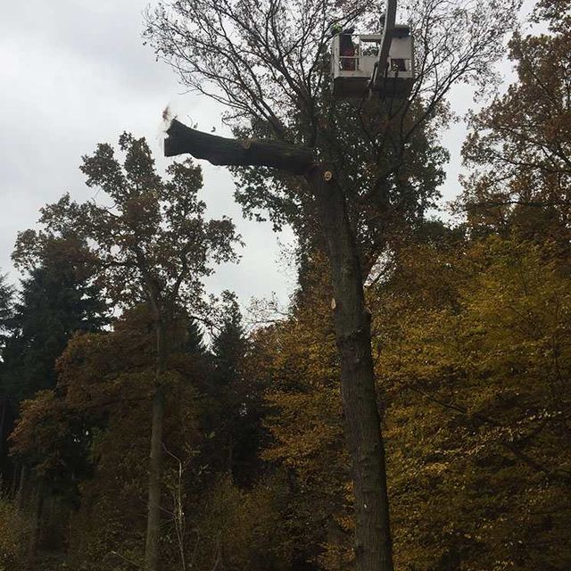 Baum Hebebühne Steidl Baumdienst Alfons Steidl