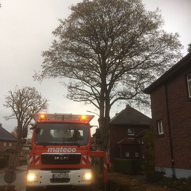 Feuerwehrwagen Baum Steidl Baumdienst Alfons Steidl