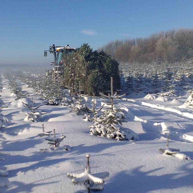 Tannen Trecker Schnee Steidl Baumdienst Alfons Steidl